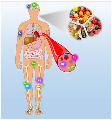 Editorial: Bioactive compounds in mineral bioavailability: Activities, structures, and mechanisms